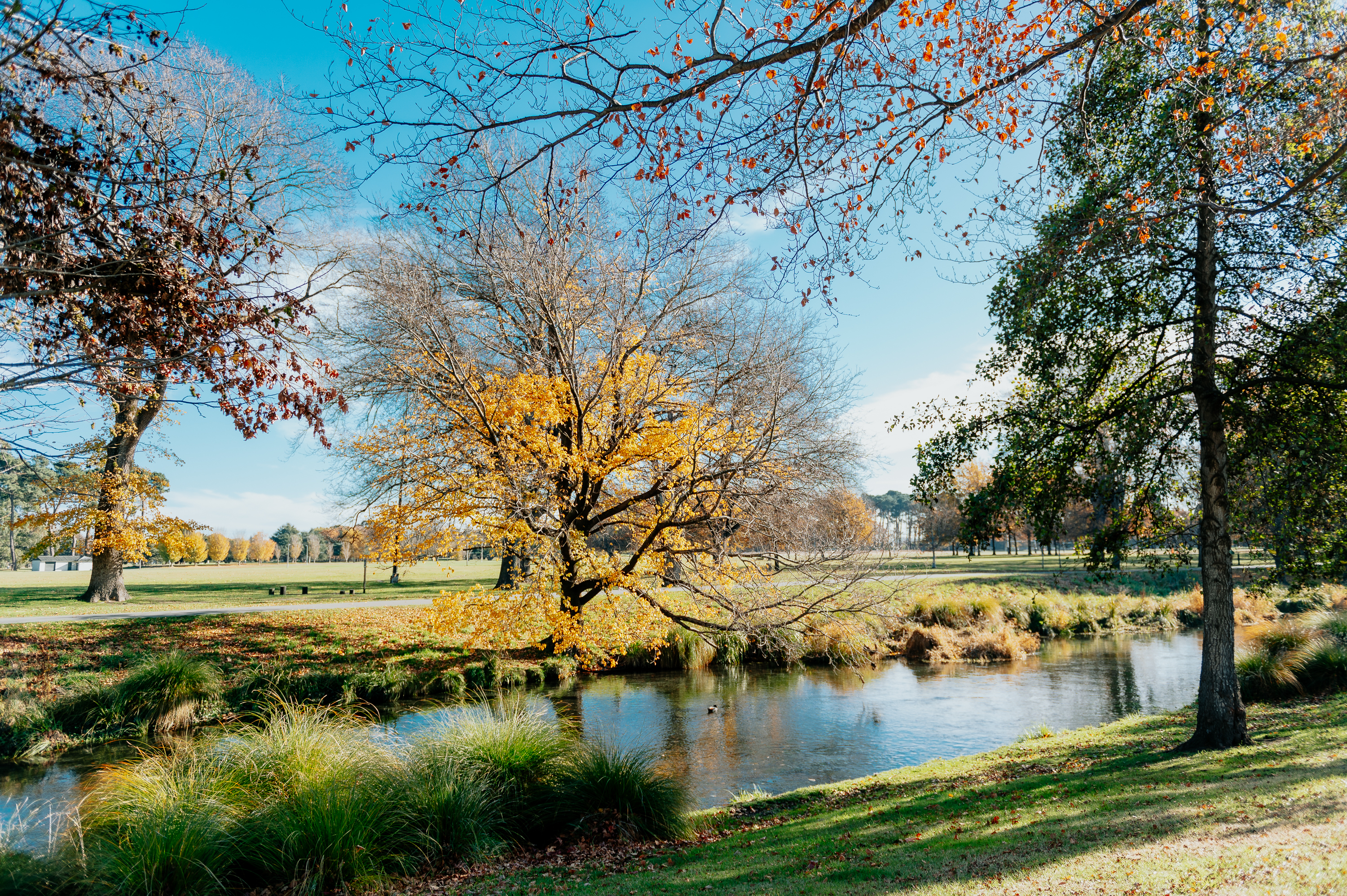 Photo of the Avon River in Hagley Park in Christchurch, New Zealand